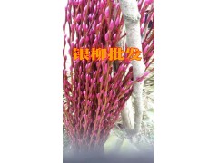 銀柳批發(fā)價(jià)格/求購(gòu)/銀柳批發(fā)銷(xiāo)售圖2