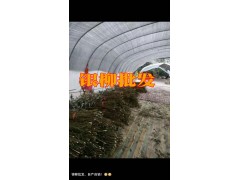 銀柳又名桂香柳@優質銀柳(桂香柳)批發市場_桂香柳基地直銷圖2