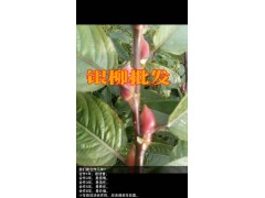 銀柳又名桂香柳@優質銀柳(桂香柳)批發市場_桂香柳基地直銷圖3