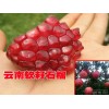 大量出售云南軟籽石榴苗,量大從優_13988915329