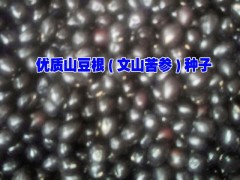 |云南文山山豆根多少錢一斤|文山種子供應商|文山/貴州山豆根圖2