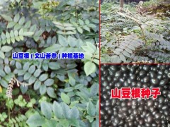 |云南文山山豆根多少錢一斤|文山種子供應商|文山/貴州山豆根圖3