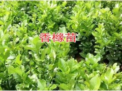 香櫞(又稱黃金果)_云南香櫞樹苗木市場(chǎng)報(bào)價(jià)表_香櫞種植基地圖1
