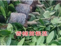 香櫞(又稱黃金果)_云南香櫞樹苗木市場(chǎng)報(bào)價(jià)表_香櫞種植基地圖2