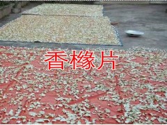 香櫞(又稱黃金果)_云南香櫞樹苗木市場(chǎng)報(bào)價(jià)表_香櫞種植基地圖3