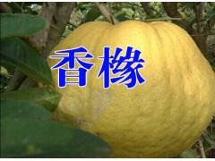 [香櫞樹(shù)苗]香櫞樹(shù)苗報(bào)價(jià)*香櫞水果多少錢(qián)一斤?圖2