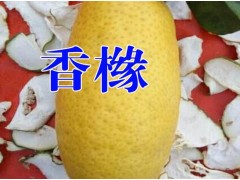 [香櫞樹(shù)苗]香櫞樹(shù)苗報(bào)價(jià)*香櫞水果多少錢(qián)一斤?圖3