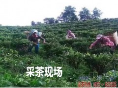 西雙版納 勐海縣哪里有綠茶制品廠圖3