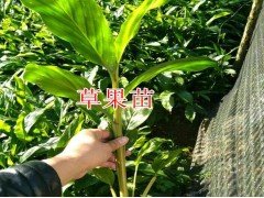 元陽哪里有草果苗銷售_|云南草果小苗|13649607025圖2