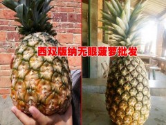 產地菠蘿價格@西雙版納/元陽/河口是無眼菠蘿的盛產區圖2