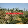 |菠蘿品種|今年菠蘿價(jià)格|云南無(wú)眼菠蘿|無(wú)眼菠蘿信息|