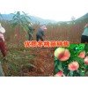 大理/紅河/麗江冬桃苗哪里有銷售?冬桃苗批發(fā)報(bào)價(jià)