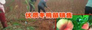 云南冬桃苗(圖片)_參數(shù)    兩年冬桃樹(shù)苗多少錢一株