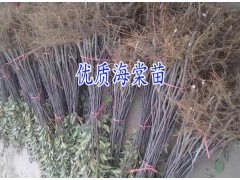 昭通哪里有海棠苗批發%云南 海棠苗木批發市場報價格@圖2