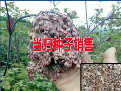 適合云南種植的中藥材種子銷售(當歸/獨定子/重樓/白芨)圖2