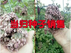 適合云南種植的中藥材種子銷售(當歸/獨定子/重樓/白芨)圖3
