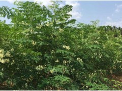 青花椒苗_昭通永善青花椒供應商家圖3