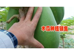紅心木瓜|紅河木瓜價(jià)格|哪里有木瓜苗賣(mài)圖3
