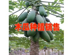 紅心木瓜|紅河木瓜價(jià)格|哪里有木瓜苗賣(mài)圖2