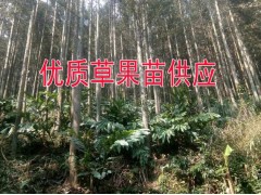 3年生的草果苗哪里在銷售&草果苗3年生的批發報價圖2