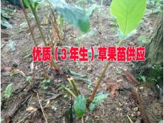 3年生的草果苗哪里在銷售&草果苗3年生的批發報價圖3