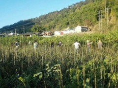 2017核桃苗多少錢一株?賓川核桃苗批發|今年核桃苗價格圖2