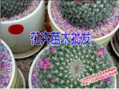 紅河哪里批發(fā)大花蕙蘭|2017大花蕙蘭批發(fā)| 櫻桃苗供應(yīng)|圖2