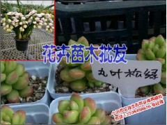 綠春/建水花卉苗木批發13708488656圖3