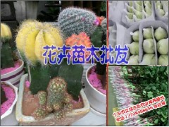 綠春/建水花卉苗木批發13708488656圖2