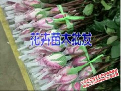 櫻桃苗供應| 適合云南種植的櫻桃苗|花卉苗木批發圖2