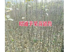昭通蘋果種植戶%優(yōu)質(zhì)昭通種植銷售·今日昭通價格圖2