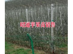 昭通蘋果種植戶%優(yōu)質(zhì)昭通種植銷售·今日昭通價格圖3