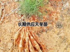 云南高產大天冬種苗種子-昆明高產天門冬銷售圖3