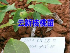 云新核桃苗批發|云新核桃苗價格|普洱果樹苗&景東果樹苗基地|圖2