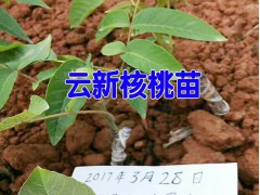 云新核桃苗批發|云新核桃苗價格|普洱果樹苗&景東果樹苗基地|圖3