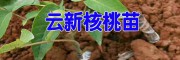 產地云新核桃苗信息(附圖)&景東云新核桃苗批發