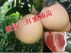 云南三紅蜜柚苗哪里去買@三紅蜜柚苗批發@三紅蜜柚苗多少錢一棵圖3