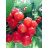 昆明櫻桃是什么季節的水果|優質櫻桃什么時候能上市？