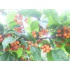 昆明櫻桃怎么樣?果實富含糖,晶瑩美麗、紅如瑪瑙