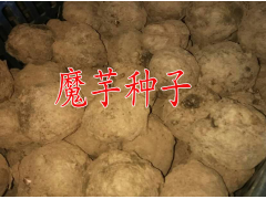 今年魔芋收購價(jià)優(yōu)質(zhì)魔芋收購公司信息#魔芋種子批發(fā)圖3