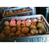 云南魔芋種子批發(fā)價(jià)格|魔芋種子銷售市場(chǎng)報(bào)價(jià)