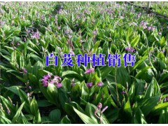 云南白芨中藥材產地信息@云南白芨種植戶信息圖2