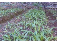 今日白芨小苗供應商價格/行情/品牌圖3