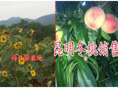 目前昆明冬桃市場價格#冬桃多少錢斤$昆明冬桃基地批發(fā)圖1
