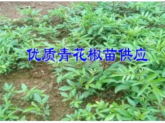 20107青花椒苗3年苗價(jià)格&3年青花椒苗多少錢一株圖1