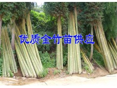 20107青花椒苗3年苗價(jià)格&3年青花椒苗多少錢一株圖2