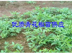 [青花椒苗]昭通市魯甸縣大寨鎮青花椒苗@批發青花椒苗廠家圖2