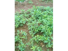 云南那里有各種花椒苗◆ 云南大理花椒苗-小寨青花椒苗供應商家圖3