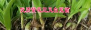 白芨種苗價格 [供應]