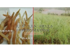 云南麗江家種天冬@顏色、飽滿程度不等,價格不同圖2